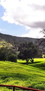 Trees,Grass,Landscape