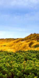 Herbe,Arbres,Paysage