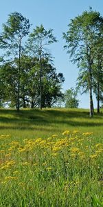 Herbe,Arbres,Paysage