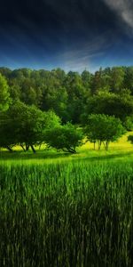 Trees,Grass,Landscape