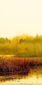 Herbe,Eau,Arbres,Paysage