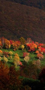 Trees,Grass,Mountains,Nature,Autumn