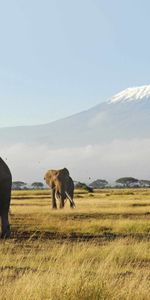 Trees,Grass,Mountains,Stroll,Animals,Elephants