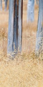 Trees,Grass,Nature