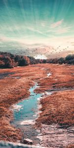 Domaine,Herbe,Champ,Nature,Oiseaux,Arbres