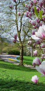 Fleurs,Arbres,Herbe,Parc,Le Parc,Nature