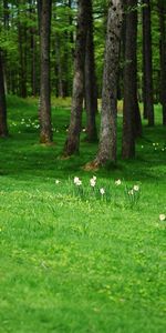 Árboles,Bosque,Naturaleza,Hierba