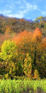 Trees,Grass,Nature,Forest,Autumn