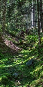 Trees,Grass,Nature,Hdr,Forest