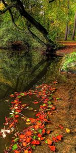 Feuilles,Nature,Arbres,Herbe,Rivières