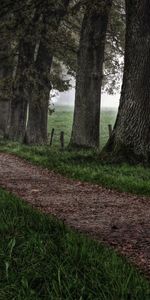 Forêt,Arbres,Herbe,Nature,Route,Brouillard