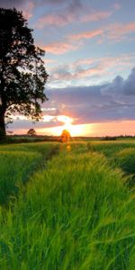 Herbe,Champ,Nature,Domaine,Arbres,Été