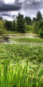 Trees,Grass,Nature,Swamp