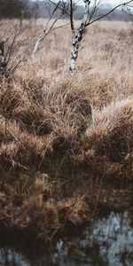 Trees,Grass,Nature,Swamp,Landscape