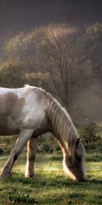 Trees,Grass,Pair,Stroll,Animals,Food,Couple,Horses