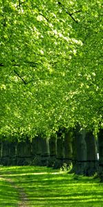 Nature,Arbres,Corridor,Couloir,Herbe,Piste,Chemin