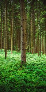 Nature,Arbres,Pin,Forêt,Herbe