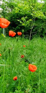 Trees,Grass,Poppies,Summer,Greens,Flowers,Sunny