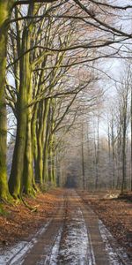 Fraîcheur,Journaux,Nature,Route,Forêt,Brouillard,Matin,Herbe,Arbres,Terre