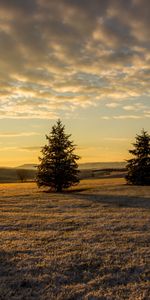 Trees,Grass,Sky,Ate,Nature,Sunset