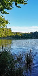 Trees,Grass,Sky,Lake,Branches,Nature