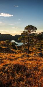 Cielo,Noruega,Naturaleza,Árboles,Hierba