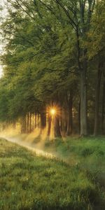 Trees,Grass,Sun,Beams,Rays,Forest,Nature