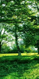 Herbe,Branches,Branche,Nature,Briller,Lumière,Ruelle,Sun,Ombres,Arbres,Ombre,Été