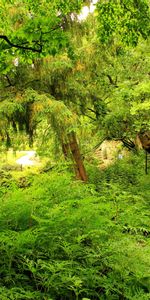 Trees,Greens,Nature,Garden