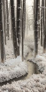 Trees,Hand,Frost,Creek,Brook,Nature