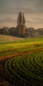 Trees,Hills,Arable Land,Nature