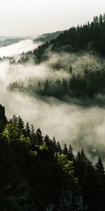 Trees,Hills,Nature,Forest,Fog