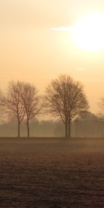 Naturaleza,Árboles,Horizonte,Niebla,Campo