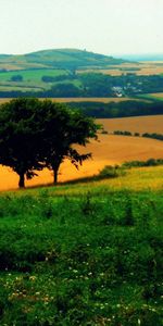 Trees,I See,Nature,Clear,Agriculture,Fields