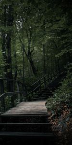 Trees,Ladder,Steps,Nature,Stairs