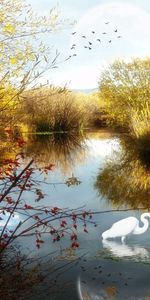 Trees,Lake,Crane,Nature,Ghost,Birds