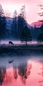 Wapiti,Élan,Nature,Matin,Brouillard,Lac,Arbres