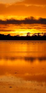 Trees,Lake,Glare,Nature,Sunset