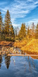 Forêt,Nature,Arbres,Lac,Automne