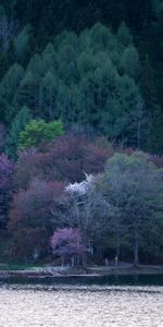 Nature,Arbres,Lac,Floraison