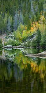 Réflexion,Forêt,Nature,Lac,Arbres