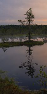 Naturaleza,Árboles,Noche,Lago,Reflexión