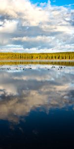 Forêt,Arbres,Lac,Réflexion,Divers