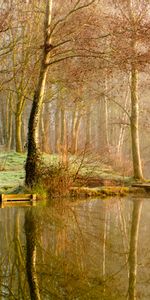 Trees,Lake,Reflection,Nature,Forest,Fog