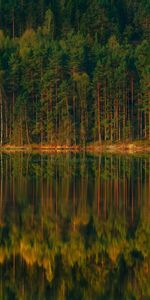 Naturaleza,Árboles,Lago,Orilla,Banco,Bosque,Paisaje,Reflexión