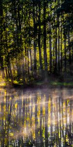 Rayons,Brouillard,Lumière,Poutres,Matin,Nature,Lac,Briller,Arbres