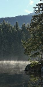 Trees,Lake,Shore,Bank,Fog,Nature,Water