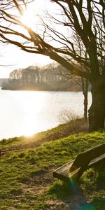 Trees,Lake,Shore,Bank,Nature,Park,Bench