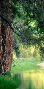 Trees,Lakes,Landscape