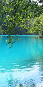 Trees,Lakes,Landscape